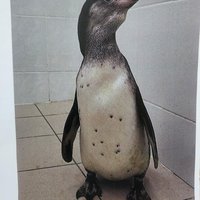На аукцион выставлена семейная пара пингвинов из Приморского океанариума