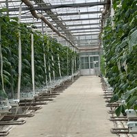 На торги выставлен действующий тепличный комплекс «Калининский» в Краснодарском крае