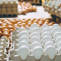 РАД ищет инвестора для одной из крупнейших птицефабрик Красноярского края. Цена снижена! 