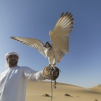 В рамках ВЭФ состоялся первый в России  «соколиный» аукцион