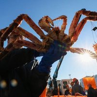 Государство заработало на втором этапе крабовых аукционов ₽214 млрд 