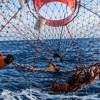 Крупный добытчик краба планирует построить порт во Владивостоке